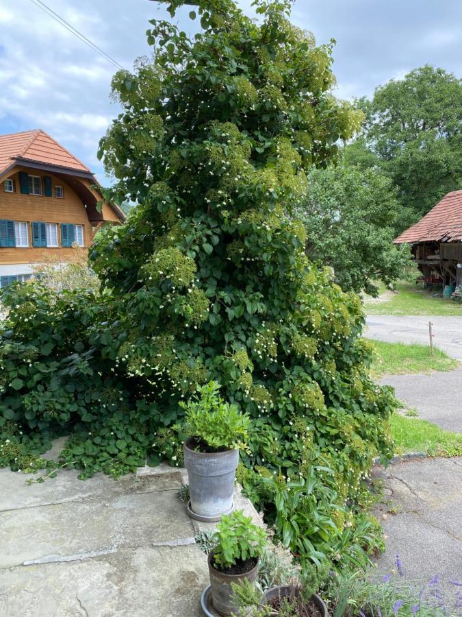 B&B Tannen124 Oberburg Exterior photo